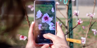 Снимаем весну во всей красе: как сделать приятные фото цветов на смартфон, лучшие настройки и советы