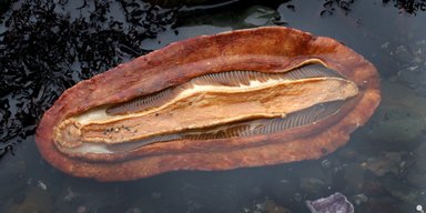 Морская диковинка. Ученые обнаружили у причудливого моллюска зубы, содержащие редкий минерал (фото, видео)