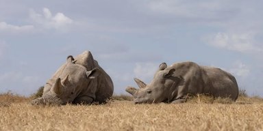 Останні дві самки на Землі. Вчені знайшли спосіб врятувати дуже рідкісний вид носорогів