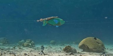 Аси підводного маскування. Риби-трубачі експлуатують інших риб, щоб переслідувати здобич (відео)