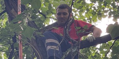 Втік під час прогулянки: у Києві з дерева зняли імператорського удава (відео)