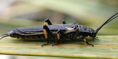 Еволюційний стусан. Один вид комах повністю змінив свій колір, і в цьому винні люди (фото)