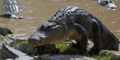 Вместо сторожевой собаки: в Британии аллигатор охранял наркотики и оружие (фото)