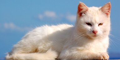 Кошки менее склоны к социальным отношениям, чем собаки, - ученые