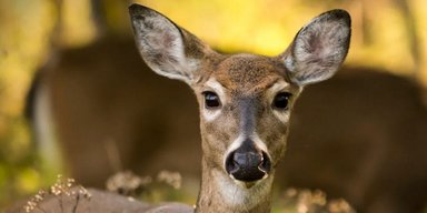 В Україні можуть повністю заборонити полювання: з'явилася несподівана ініціатива