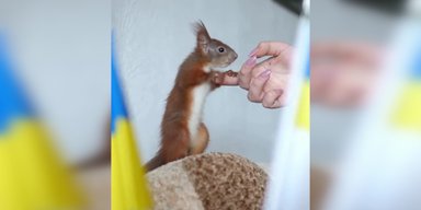 Спасенный из-под завалов белка Марс стал талисманом спасателей Сумщины: детали (фото, видео)