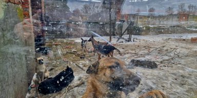 Кормят "дохлым" скотом: приют на Киевщине обвиняют в жестоком обращении с животными