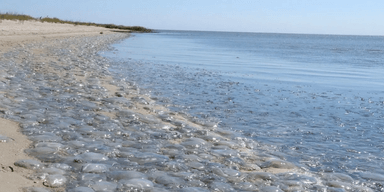 Россия убила Азовское море: на пляжах Мариуполя появилось аномальное количество медуз