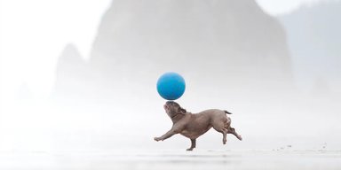 З короною на голові та язиком на плечі: підбито підсумки конкурсу Dog Photography Awards 2026 (фото)