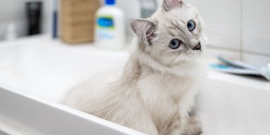Люди моют своих котов неправильно, делая одну ошибку: как часто нужно их купать