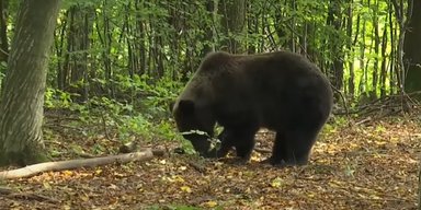 Отменили 10 рейсов: медведь "закрыл" аэропорт в Японии (видео)