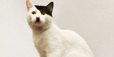 Як позбутися котячого запаху в оселі