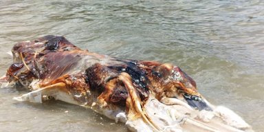 Огромный глобстер: на пляж в Малайзии выбросило загадочное морское существо (фото)