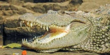 Крокодили в Індії врятували собаку від нападу дикої зграї: думки вчених розділилися, що це означає (фото)
