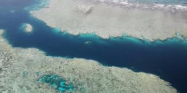 Рекордне масове вимирання в океані: ми наближаємося до незворотної точки неповернення (фото)