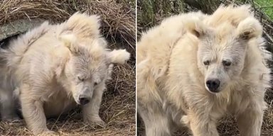Людям нужно заново научиться впадать в спячку: ученые говорят, что это вылечит нас от болезней