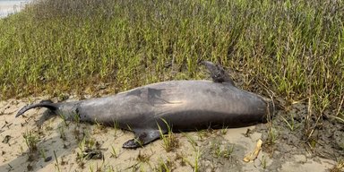 На віддаленому острові знайдено "морське чудовисько" без голови: тому, хто забрав її, загрожує небезпека