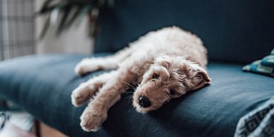 7 способів допомогти вашому улюбленцю впоратися з тривогою розлуки