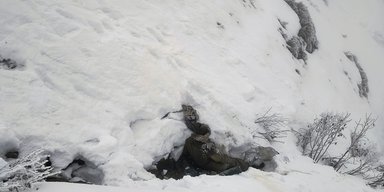 Кошеня врятувало життя українцю в румунських горах: подробиці (фото)