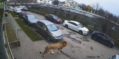 "Он агрессивный!": в Хмельницком заметили льва, который разгуливает по дворам (видео)
