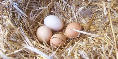 Хозяйка не была готова к тому, что именно вылупится из "вареного" куриного яйца (фото)