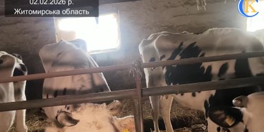Животные месяцами страдают из-за рейдерского захвата ГП "Рыхальское": Госпродпотребслужба игнорирует, — СМИ
