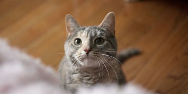 Хозяева случайно заперли входную дверь: к счастью, у них есть умный кот (видео)