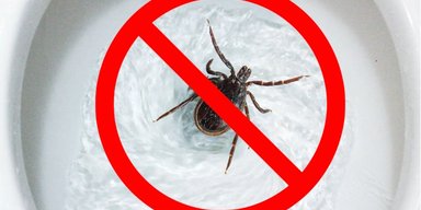 Есть веская причина никогда не смывать клещей в унитаз: иногда они возвращаются