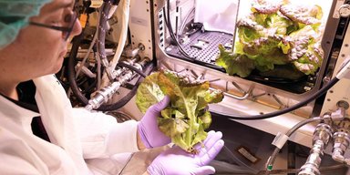 NASA обнаружило, что космический салат не спасет астронавтов во время полета на Марс
