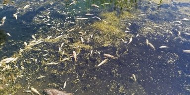 Мор риби на Борщагівці: місцеві показали річку із смердючою зеленою водою (відео)