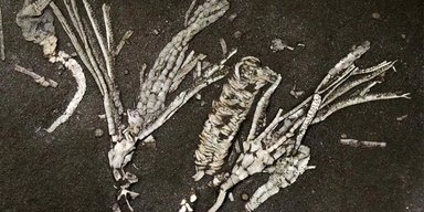 Обнаружен самый ранний коралловый риф Земли возрастом 450 млн лет: встречается раз на миллион