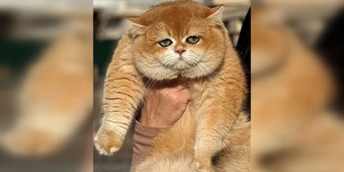 В Киеве продают котика по цене иномарки (фото)