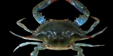 Все через зміну клімату: Чорне море захоплюють американські краби та японські креветки