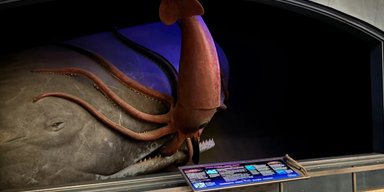 Гигантский кашалот пожирает кальмара: как выглядит самая жуткая диорама в мире (видео)