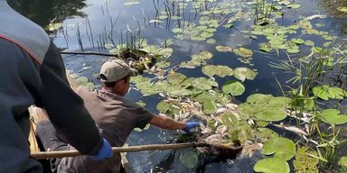 Лодками собирают мертвую рыбу: для восстановления экосистемы Сейма и Десны понадобятся 2-3 года