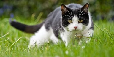 Коты в смокинге: пять интересных фактов о черно-белых кошках