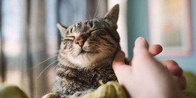 Власники котів не можуть повірити: ось чому пухнастий щоночі спить у вас в ногах