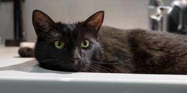 Жінка врятувала вуличного кота від спеки: той розсмішив мережу своєю поведінкою (відео)