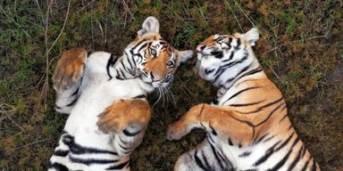Никто не видел, чтобы тигры делали нечто подобное: самка присматривает за чужими детенышами (видео)