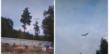 "Дитинство завершилося": відома лелека Катруся полетіла разом з іншою зграєю (відео)