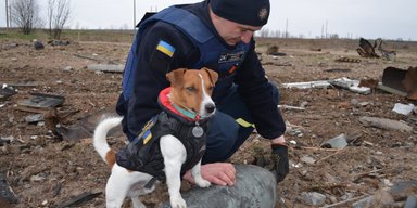 Чотирилапі символи війни: пес Патрон, кішка Шафа й інші