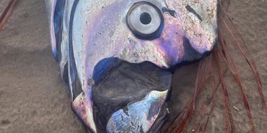 На пляжі знайдена найбільш невловна риба у світі: її також вважають найдовшою (фото)