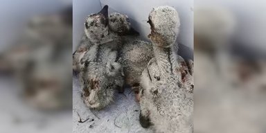 Прикрила своїх пташенят: удар РФ по Києву убив лелеку, яка обгоріла від вибуху (відео)