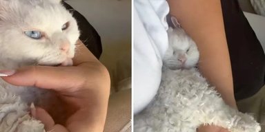 Жінка завела звичайне з вигляду кошеня: вона й гадки не мала, що з часом тварина так зміниться (фото)