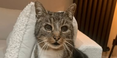 Подарок на Рождество: кот вернулся домой через 11 лет после исчезновения (фото)