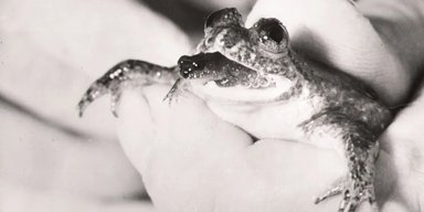 Ученые воскрешают лягушку, вымершую почти полвека тому: похоже, у них получается