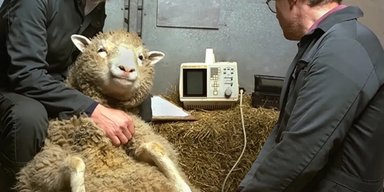 Рождение овечки Долли семь месяцев держали в секрете: почему первого клона скрывали от мира (видео)