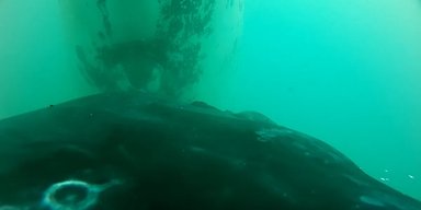 Уперше в історії отримано запис годування дитинчати морського гіганта: п'є молоко матері під водою (відео)