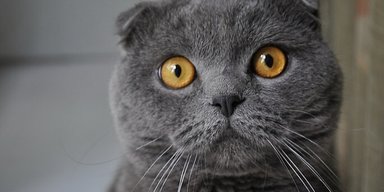 Они требуют больше внимания: 5 самых глупых пород кошек в мире