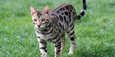"Апорт" для кота: топ пород, которые легче всего поддаются дрессировке (фото)